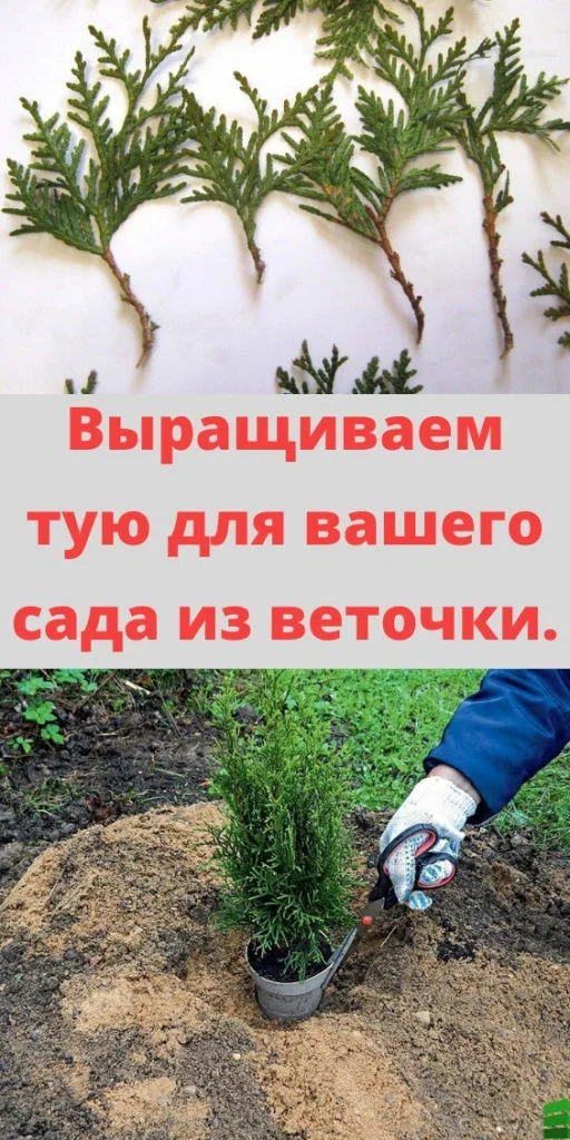 Выращиваем тую для вашего сада из веточки