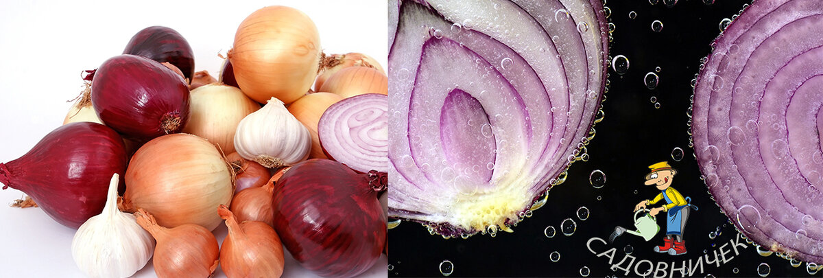 5 ОВОЩЕЙ С ОГОРОДА, КОТОРЫЕ УБЕРУТ ЖИР НА ЖИВОТЕ