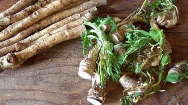 Какими свойствами обладают листья хрена