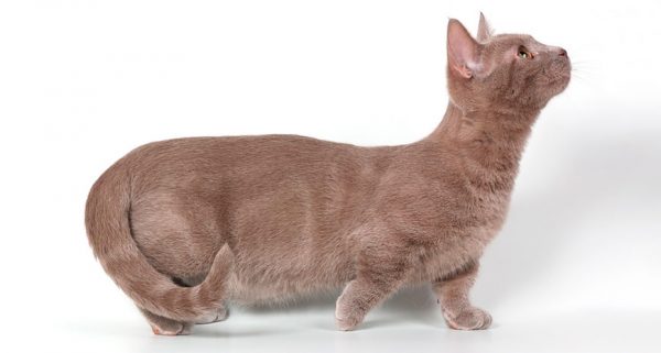 Munchkin_cat_10