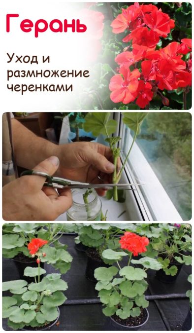Герань в вашем доме. Уход и размножение.