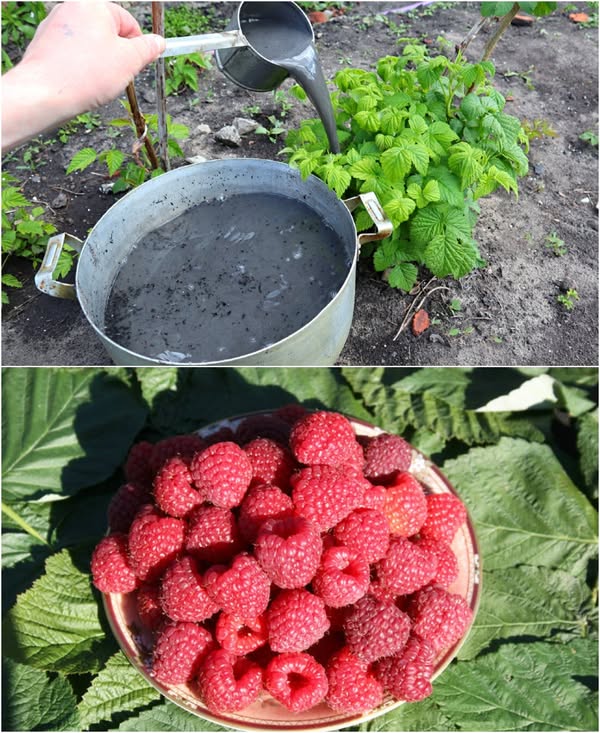 Чтобы ягода малина была крупной и сладкой, вношу весной это удобрение под кусты