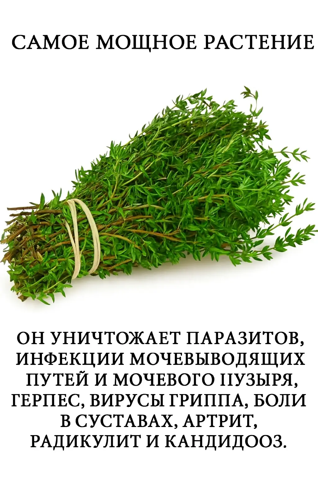 Вы можете узнать орегано как ароматную добавку к пицце