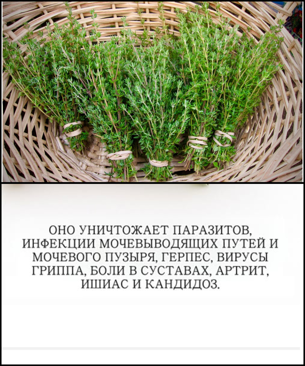 Самое мощное растение, уничтожающее паразитов, инфекции мочевыводящих путей и мочевого пузыря, вирусы герпеса и гриппа...