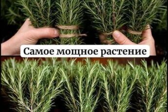 Признанное мощнейшим, это растение безжалостно расправляется с паразитами, подавляет инфекции мочевыводящих путей и мочевого пузыря, а также эффективно противостоит вирусам герпеса и гриппа.