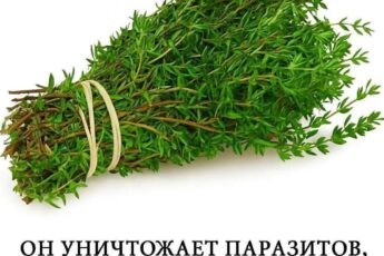 Самое мощное растение, уничтожающее паразитов, инфекции мочевыводящих путей и мочевого пузыря, вирусы герпеса и гриппа...