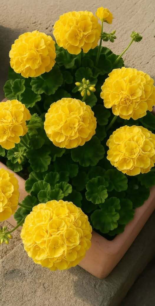 1 таблетка под герань, листики не будут желтеть и даже чахлый цветок оживет позеленеет и вмиг пойдет в рост