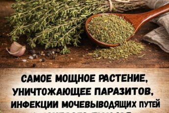 Самое мощное растение, уничтожающее паразитов, инфекции мочевыводящих путей и мочевого пузыря, вирусы герпеса и гриппа..