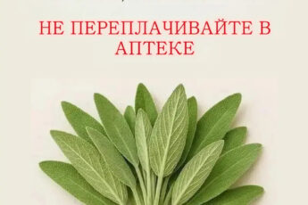 Ароматная трава, обладающая тысячью достоинств, хорошо известен своими кулинарными, лечебными и декоративными свойствами.