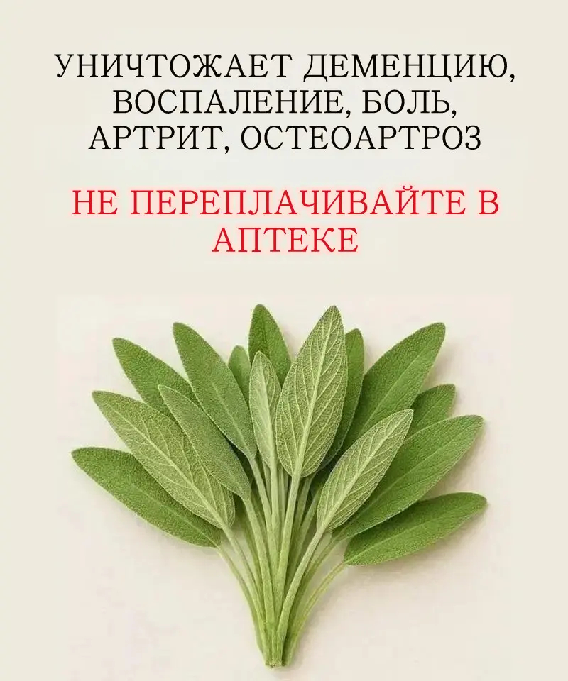 Ароматная трава, обладающая тысячью достоинств, хорошо известен своими кулинарными, лечебными и декоративными свойствами.