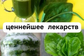 Подорожник с сахаром или на меду — ценнейшее лекарство на весь год!