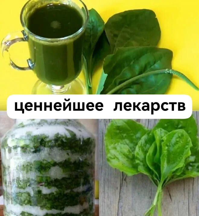 Подорожник с сахаром или на меду — ценнейшее лекарство на весь год!