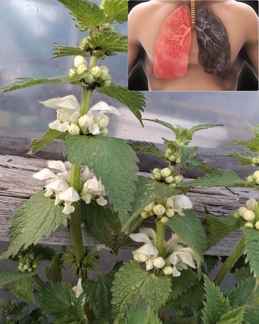 Это растение растет везде, а люди просто игнорируют его, потому что не знают его цены..