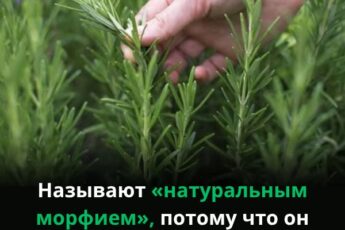 Самое мощное и лечебное растение, о котором люди забывают и не подозревают о его силе…