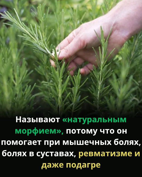 Самое мощное и лечебное растение, о котором люди забывают и не подозревают о его силе…