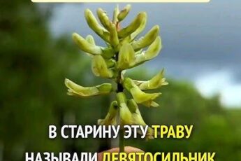 Целебные свойства о которых Вы никогда бы не догадались Тайна травы долгожителей...Золотое растение