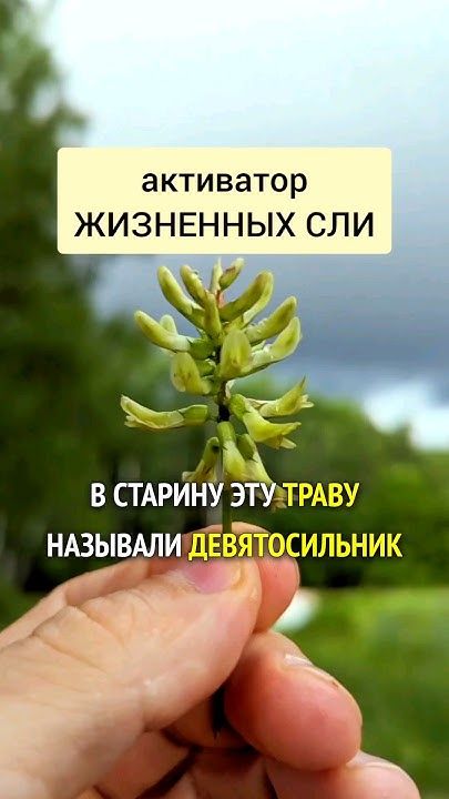 Целебные свойства о которых Вы никогда бы не догадались Тайна травы долгожителей...Золотое растение