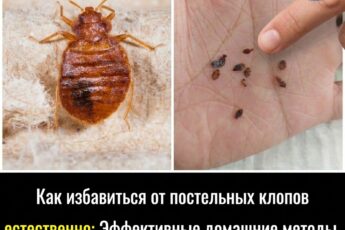 Эффективные натуральные способы борьбы с постельными клопами в домашних условиях