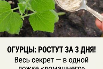 От подписчика 👇 Мои огурцы пошли в рост всего через 3 дня после высадки! Всё дело в одном «домашнем» компоненте, который я добавил прямо в лунку