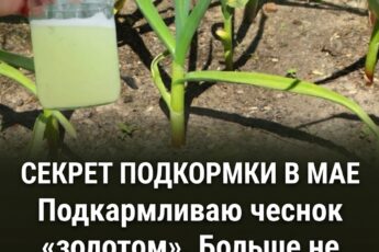 От подписчика 👇 В мае я обязательно удобряю чеснок «золотом». После этого он перестает желтеть и начинает расти буквально не по дням, а по часам