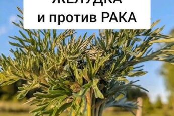 Царица ПЕЧЕНИ и желудка.