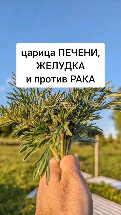 Царица ПЕЧЕНИ и желудка.
