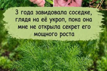 Как правильно сажать укроп, чтобы он был густым и темно-зеленым