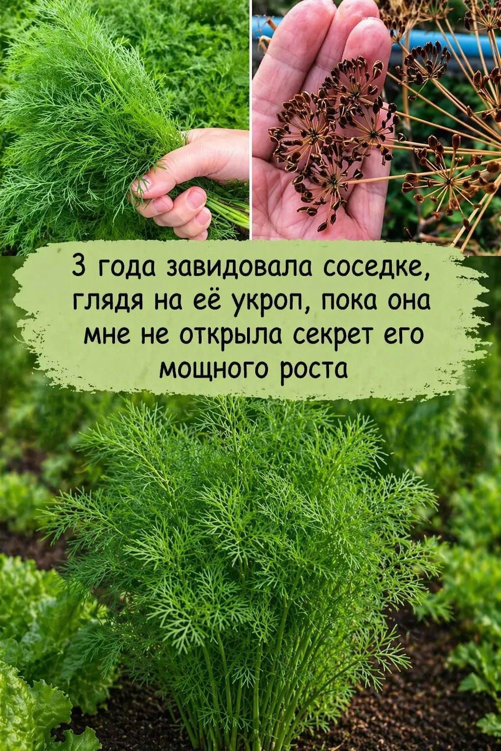 Как правильно сажать укроп, чтобы он был густым и темно-зеленым