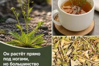 Он растёт прямо под ногами, но большинство проходит мимо… А зря — чай из него обладает невероятной силой