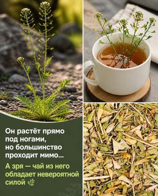 Он растёт прямо под ногами, но большинство проходит мимо… А зря — чай из него обладает невероятной силой
