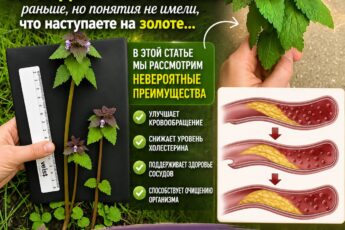 Скорее всего, вы видели это растение раньше, но понятия не имели, что наступаете на золоте...