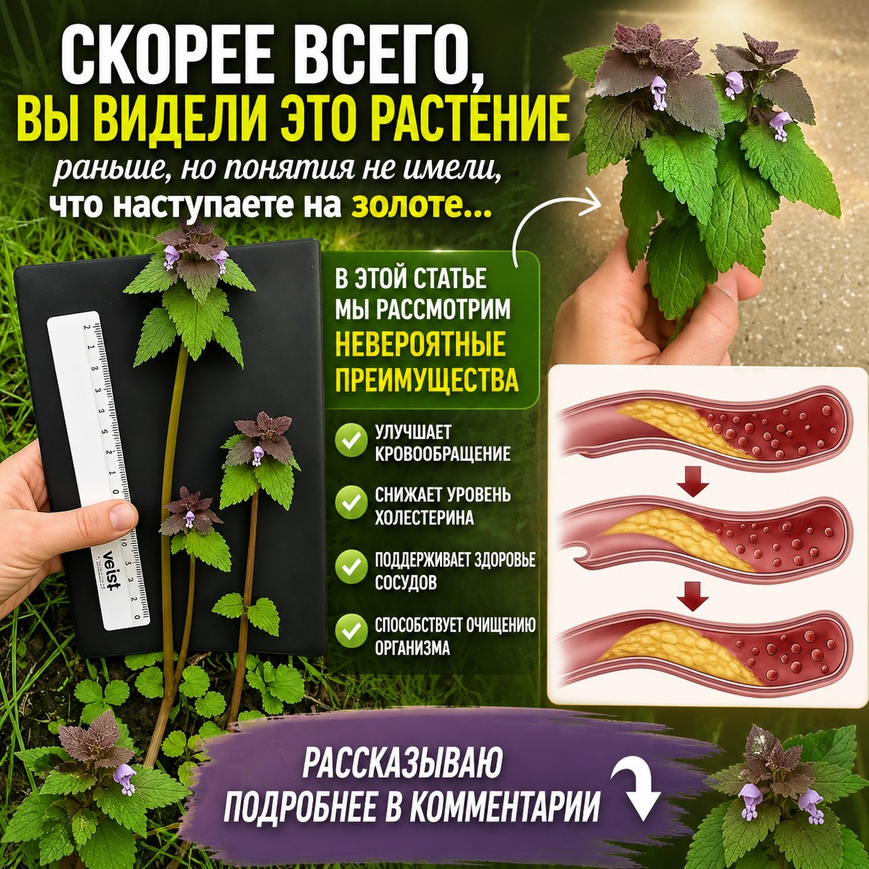 Скорее всего, вы видели это растение раньше, но понятия не имели, что наступаете на золоте...